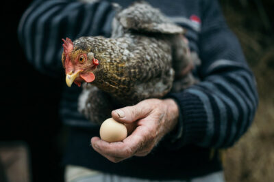 כף יד, חקלאי, מגדל עופות, ביצה, תרנגולת