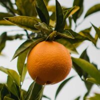 תפוז, עץ תפוז