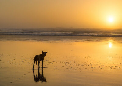 כלב, חוף הים, שקיעה, טיול