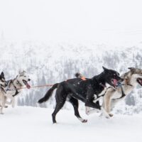 כלבי האסקי, שלג, מזחלת